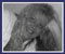 Click here for a Live Psychic Reading!